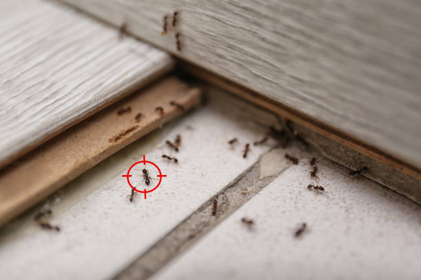 Best Cockroach Control Services  in Isle Of Palms, SC