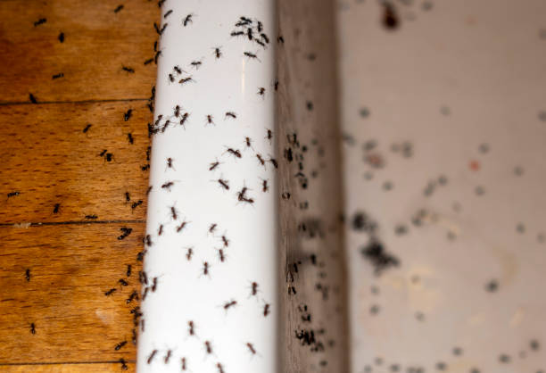 Best Ant Control Services  in Isle Of Palms, SC