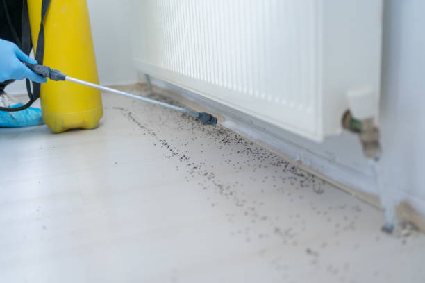 Best Flea Control Services  in Isle Of Palms, SC
